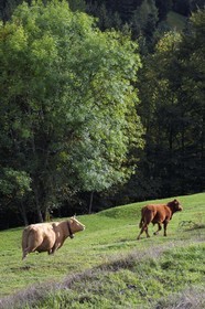 France, Haut Rhin, Ballons des Vosges Regional Natural Park, Storckensohn valley West of Fellering, herd of cows at the edge of the forest