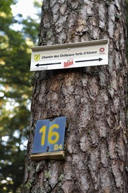 France, Bas-Rhin (67), Mont Saint-Odile, randonnée des chemins des Chateaux-forts d'Alsace, panneau sur un arbre