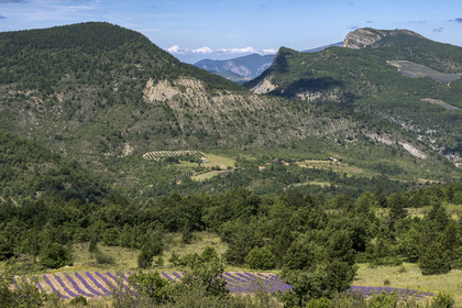 France, Drome, regional natural park of Baronnies provencales, Saint-May, the L'Eygues valley, lavender field