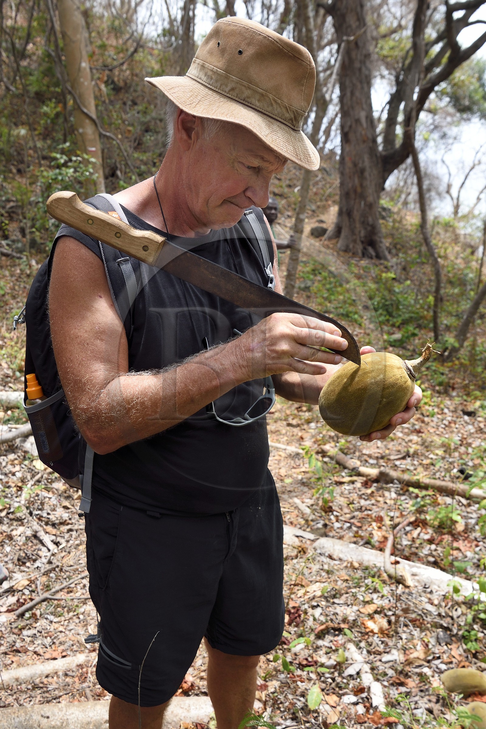 France, Ile de Mayotte, Grande-Terre, M'Tsamoudou, pointe de Saziley, fruit du baobab aussi appelé pain de singe