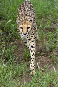 Namibie, Otjiwarongo, Cheetah Conservation Fund, centre de recherche et d'éducation, guépard (Acinonyx jubatus)