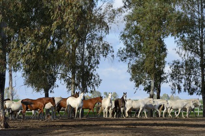 Spain, Andalusia, Seville Province, Utrera, the Ayala stud farm (Yeguada Ayala), Andalusian horse also known as the Pure Spanish Horse or PRE (Pura Raza Espanola)