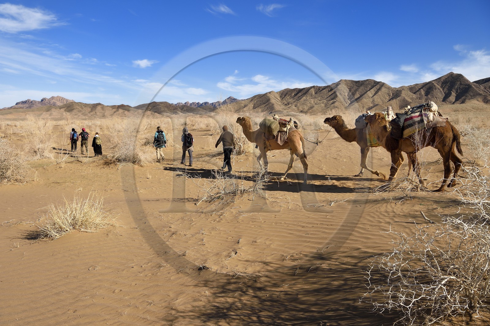 Iran, Province d'Ispahan, désert du Dasht-e Kavir, Mesr dans la région de Khur et Biabanak, caravane de dromadaires lors d'une randonnée chamelière Iran, Province d'Ispahan, désert du Dasht-e Kavir, Mesr dans la région de Khur et Biabanak, caravane de dromadaires lors d'une randonnée chamelière