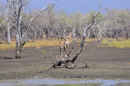 Tanzanie, Reserve de gibier de Selous une des plus grandes zones protégées au monde et inscrite sur la liste du patrimoine mondial de l’Unesco depuis 1982, girafes (Giraffa camelopardalis) en bordure de la rivière Rufiji en saison sèche