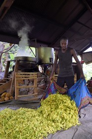 France, Mayotte island (French overseas department), Grande-Terre, Ouangani, Aromaoré, essential oil distillation based ylang ylang flower petals (Cananga odorata) in artisan alembic