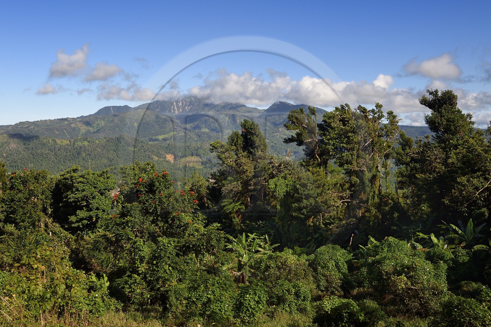 Caribbean, Dominica Island, sur la route Imperial Road vers Pont-Cassé, la montagne Morne Diablotin en arrière plan