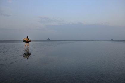 France, Manche, Bay of Mont Saint Michel, strand fisherman Guy Jugan on his way to lift his nets full of Crangon crangon shrimps (grey shrimp)