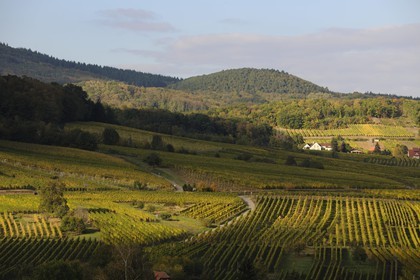 France, Bas-Rhin, Andlau vineyard at the base of the Vosges Mountains