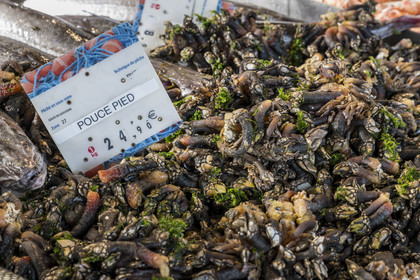 France, Morbihan (56), Lorient, Les halles de Merville, étal de pouce-pied (Pollicipes pollicipes)