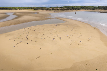 France, Vendée (85), Talmont-Saint-Hilaire, la Pointe du Payré, promeneurs et mouettes sur la plage du Veillon et estuaire de la rivière Payré (vue aérienne)