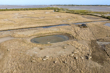 France, Charente Maritime, Port des Barques, Ile Madame, the Ile Madame Aquaculture Farm, breeding of sheep and ducks in the pond (aerial view)