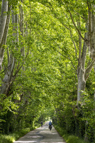 France, Vaucluse, Sorgues, ViaRhona cycle route, cyclists in the shade of the plane trees on the island of Oiselay on the Rhone river