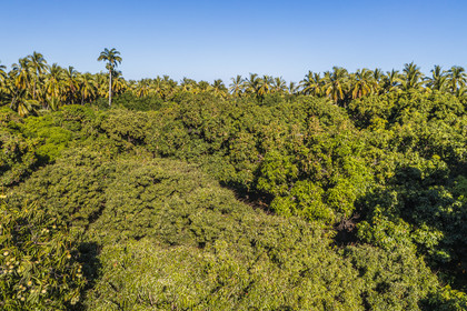 France, Ile de la Reunion, Saint-Paul, verger de mangue Laperrière au Tour-des-Roches en bordure de la réserve naturelle nationale de l'Etang de Saint-Paul, manguier bicentenaire avoisinant un cocotier (vue aérienne)