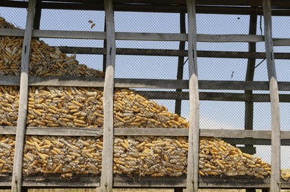 France, Saône et Loire (71), village de Juif, réserve à maïs