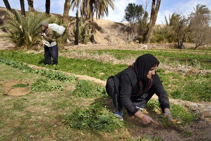 Iran, Province d'Ispahan, désert du Dasht-e Kavir, l'oasis d'Arousan dans la région de Khur et Biabanak, femme récoltant son champ