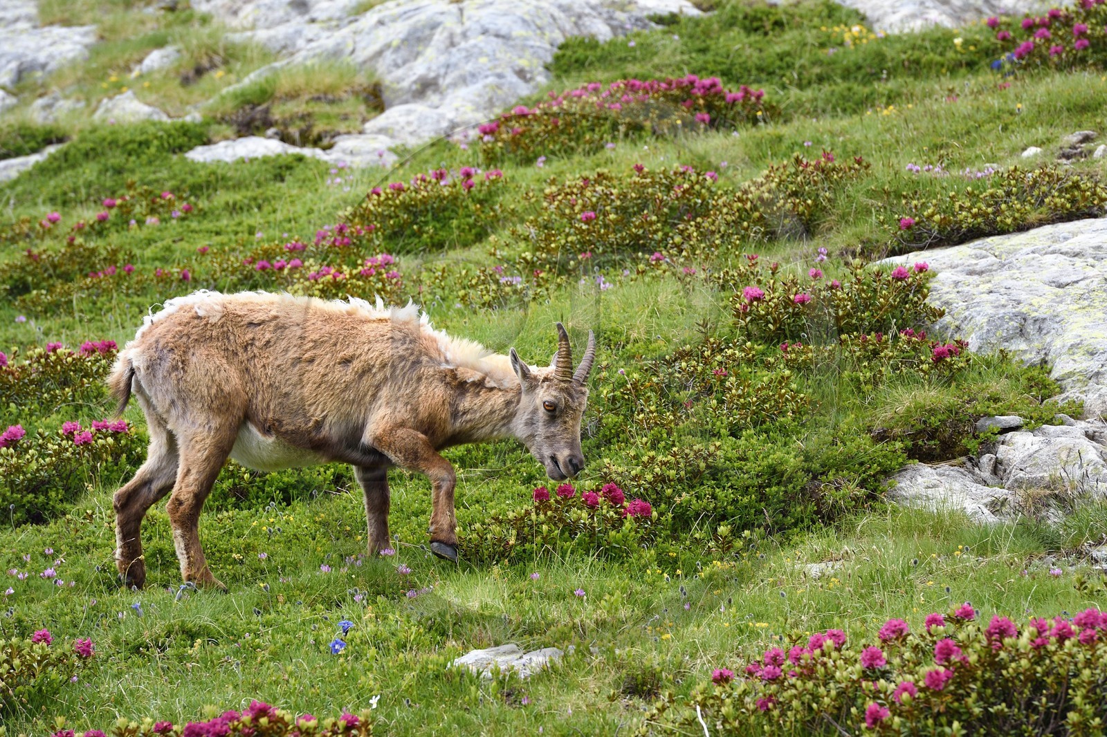 France, Alpes-Maritimes (06), parc national du Mercantour, vallée de la Valmasque, étagne, bouquetin (Capra ibex) femelle des Alpes