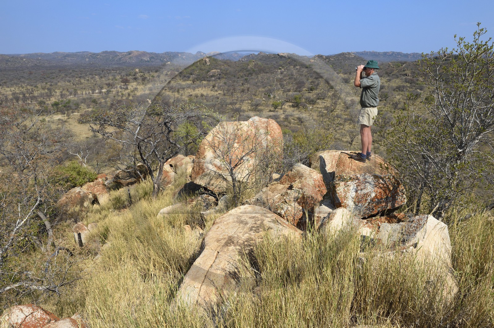 Zimbabwe, province de Matabeleland méridional, Matobo ou Matopos Hills National Park, classé Patrimoine Mondial de l'UNESCO,  safari à pied à la recherche de rhinocéros blanc, recherche à la jumelle