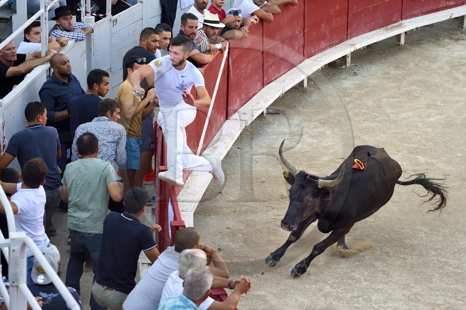France, Bouches-du-Rhône (13), Arles, la course camarguaise  de la Cocarde d'Or aux Arènes France, Bouches-du-Rhône (13), Arles, la course camarguaise  de la Cocarde d'Or aux Arènes