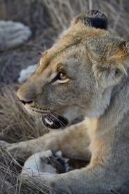 Zimbabwe, province des Midlands, Gweru, Antelope Park qui abrite ALERT (African Lion and Environmental Research Trust), jeune lionne (panthera leo)