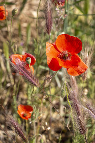 France, Bouches-du-Rhône (13), Mallemort, champ de coquelicots