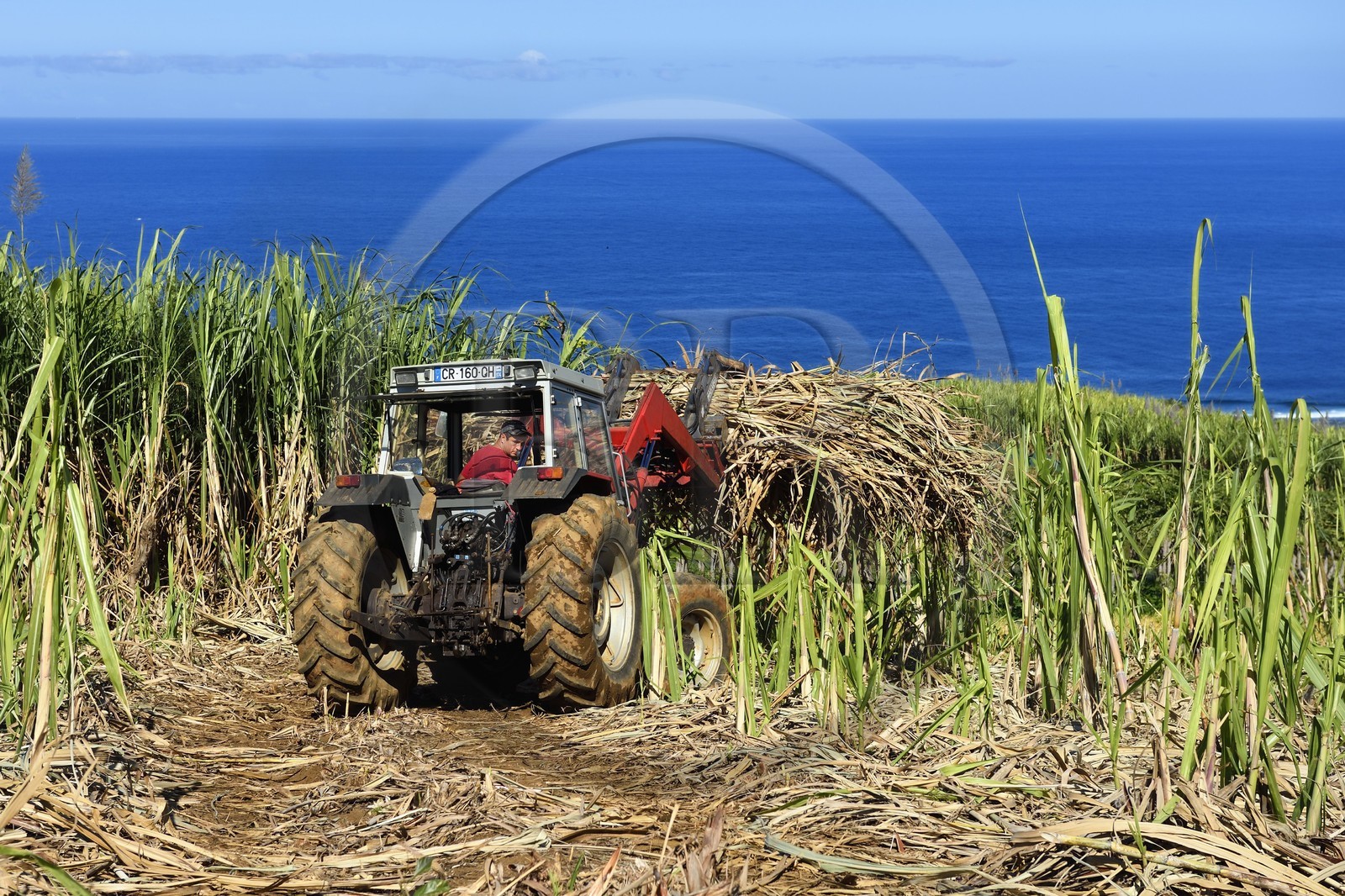 France, Ile de la Reunion, Petite-Ile, France, Ile de la Reunion, Petite-Ile,