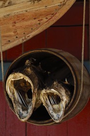 Norvège, Nordland, Iles Lofoten, Ile de Moskenes, lottes séchées au village de A (Å)