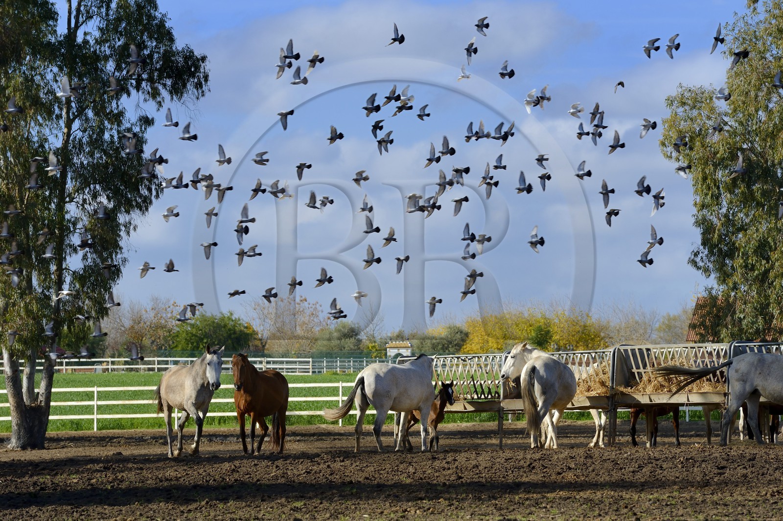 Espagne, Andalousie, province de Séville, Utrera, le haras Ayala (Yeguada Ayala), Pure race espagnole ou PRE (Pura Raza Espanola)