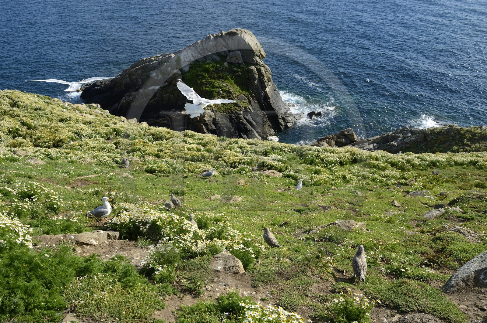 France, Côtes-d'Armor (22), Perros-Guirec, archipel et réserve ornithologique de Sept-Iles, Ile aux Moines, zone de nidification avec goélands jeunes et adultes