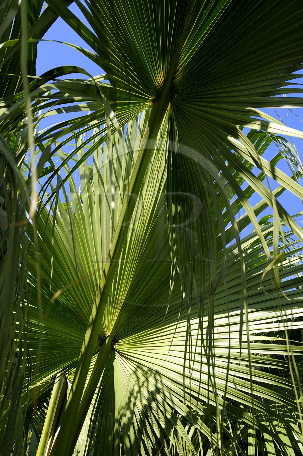 France, Ile de la Reunion, Petite Ile, jardin tropical, palmier