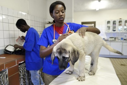 Namibie, Otjiwarongo, Cheetah Conservation Fund, centre de recherche et d'éducation, auscultation d'un jeune chien Berger d'Anatolie aussi connu sous le nom de Kangal dans la clinique vétérinaire par les volontaires Marnety et Sinvula