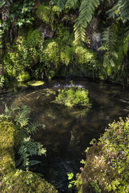 France, Côtes-d'Armor, Plouguiel, the Kestellic Botanical Garden, classified as a remarkable garden