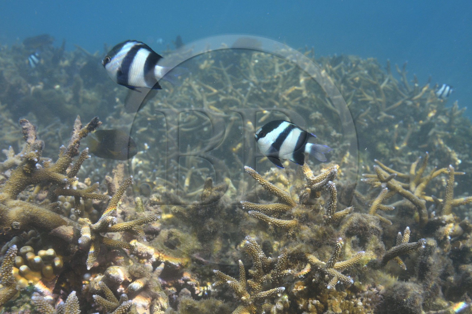 France, Ile de la Reunion, Côte Ouest, Saint-Gilles-Les-Bains (commune de Saint-Paul), le récif corallien du lagon de l'Ermitage et de La Saline-Les-Bains, Demoiselle à trois bandes noires (Dascyllus aruanus) (vue sous-marine)
