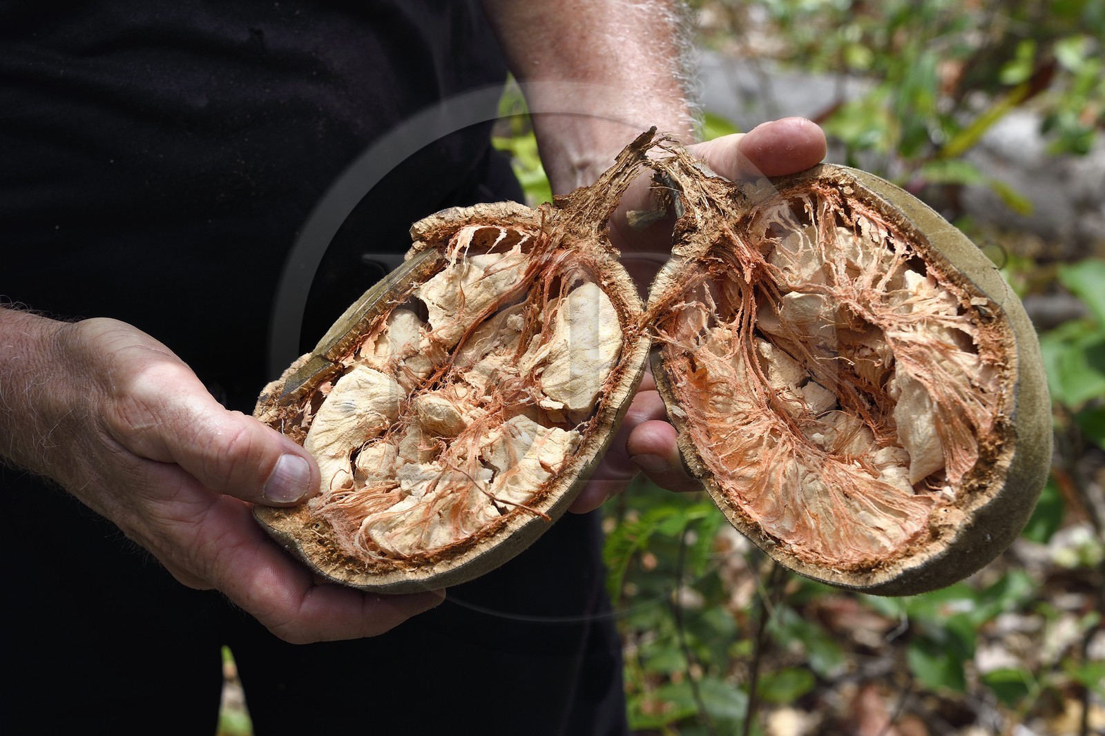 France, Ile de Mayotte, Grande-Terre, M'Tsamoudou, pointe de Saziley, fruit du baobab aussi appelé pain de singe