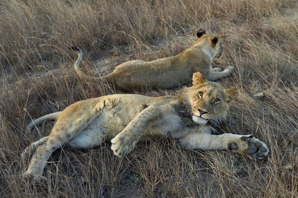 Zimbabwe, province des Midlands, Gweru, Antelope Park qui abrite ALERT (African Lion and Environmental Research Trust), jeune lion et lionne (panthera leo)