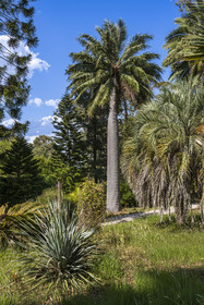 France, Alpes-Maritimes, Antibes, The Botanical Garden of Villa Thuret (attached to INRAE), labeled Jardin Remarquable (Outstanding Garden) and Remarkable Tree, Chilean wine palm or Chile cocopalm (Jubaea chilensis)