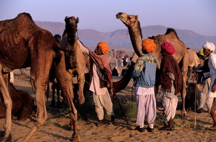 Inde, état du Rajasthan, foire aux chameaux de Pushkar, négociations autour des bêtes