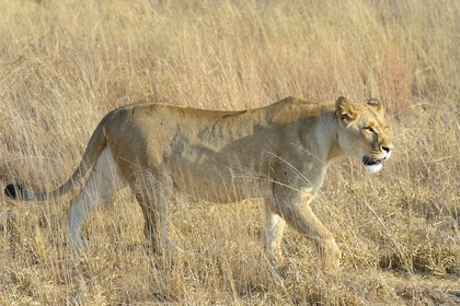 Zimbabwe, Midlands Province, Gweru, Antelope Park home to ALERT (African Lion and Environmental Research Trust), Zone 2, one of four young lioness (Panthera leo), which will be relinquished by a pride in a national park to repopulate