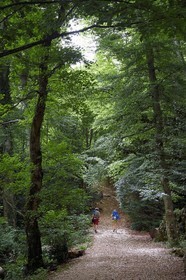 France, Var, Plan d'Aups Sainte Baume, Sainte-Baume Regional Nature Park, Massif de la Sainte-Baume relic forest protected for several centuries and classified as a national biological reserve, hikers on the Chemin des Rois (kings path) and GR 9