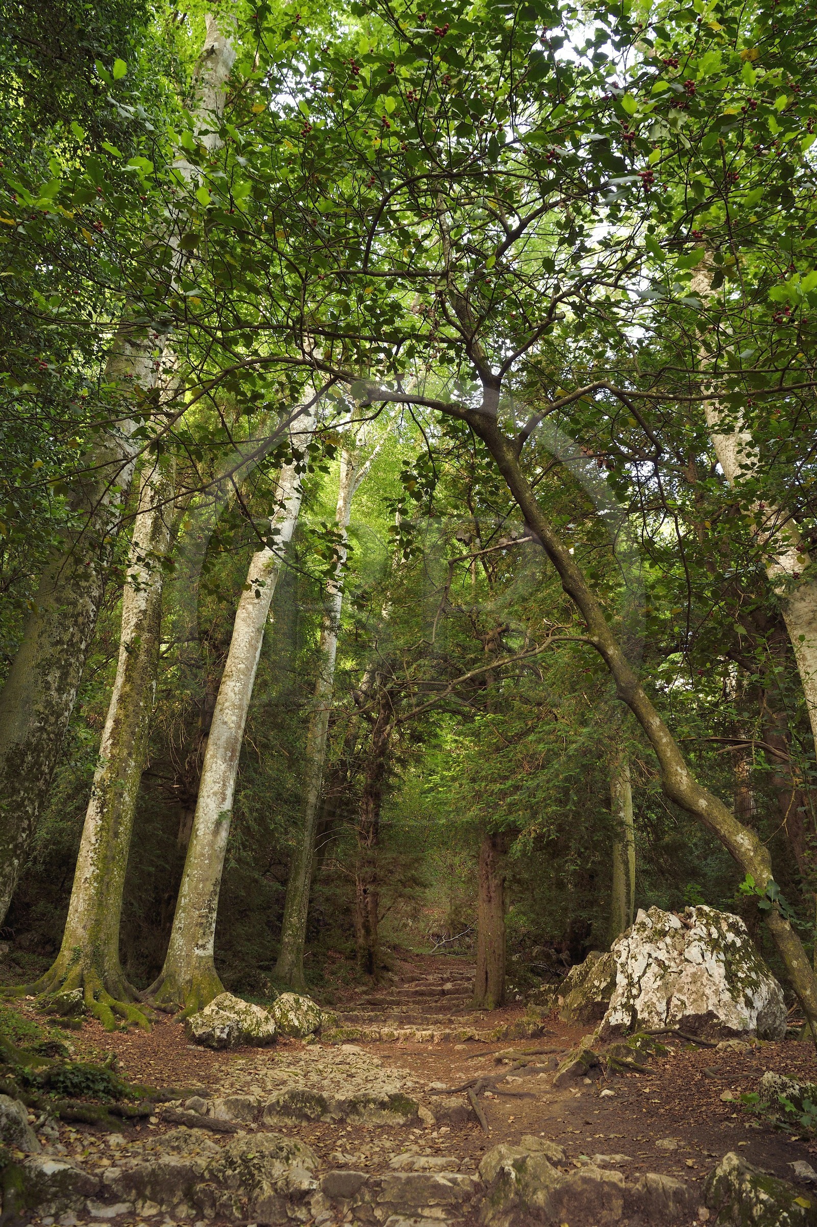 France, Var (83), Plan-d'Aups-Sainte-Baume, parc naturel régional de la Sainte-Baume, forêt relique nemeton du Massif de la Sainte-Baume protégée depuis plusieurs siècles et classée réserve biologique domaniale, le chemin de Giniez traverse la forêt d'origine