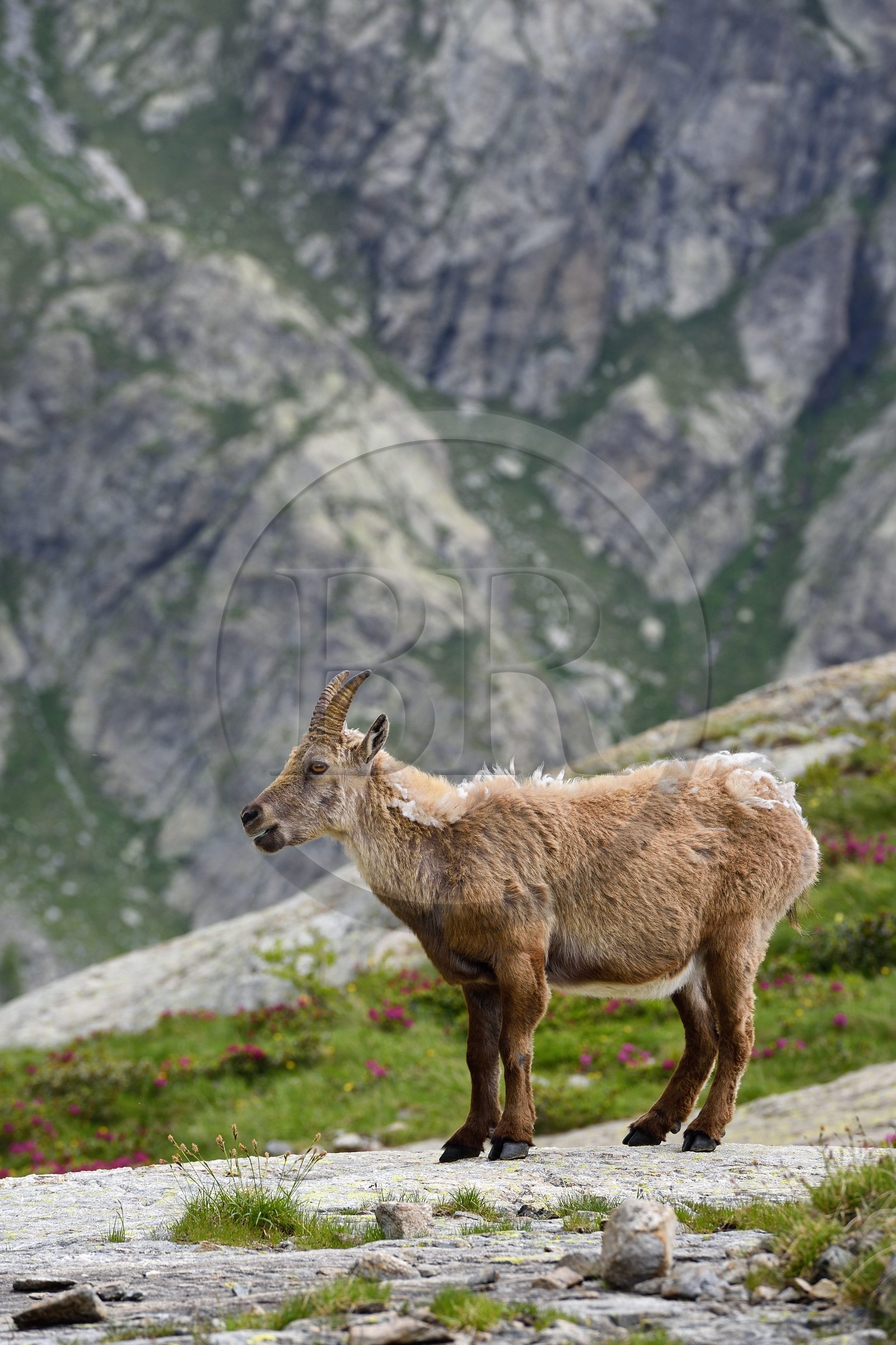 France, Alpes-Maritimes, parc national du Mercantour (Mercantour National Park), Valmasque valley, female Alpine ibex (Capra ibex)