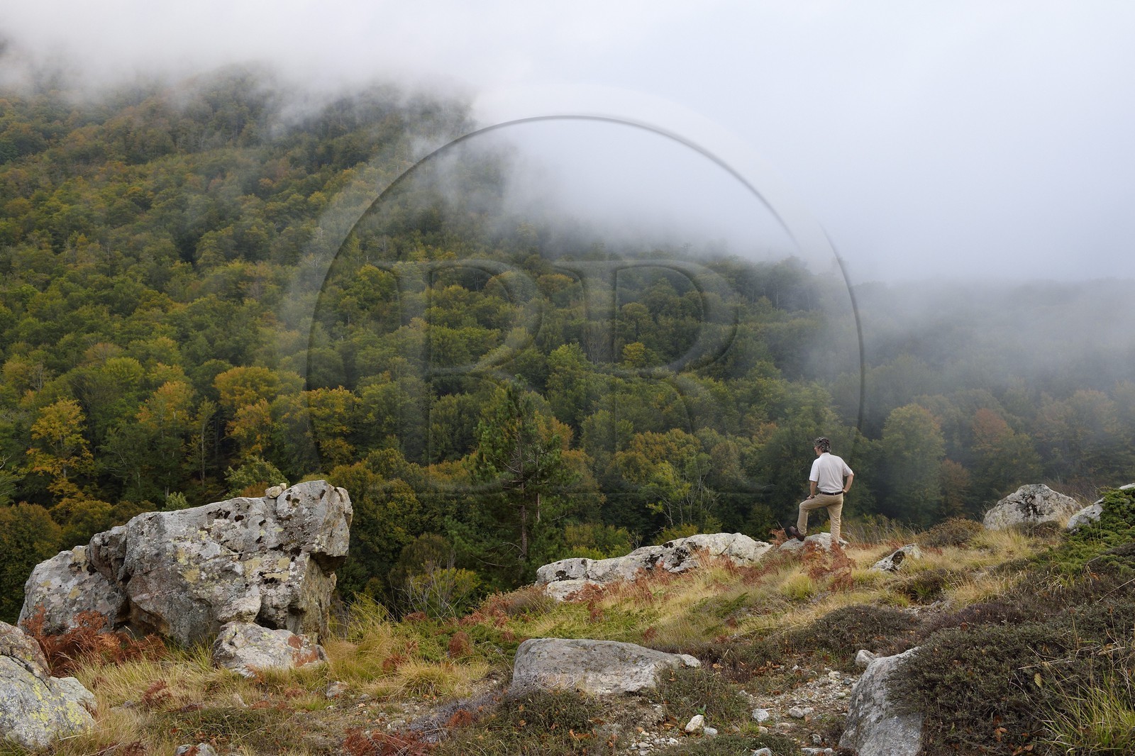 France, Haute-Corse (2B), Vivario, GR 20, étape entre le refuge de l'Onda et Vizzavona, foret de Vizzavona au col de Vizzavona