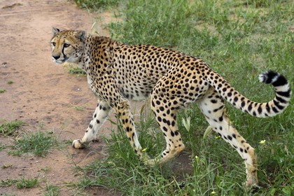 Namibie, Otjiwarongo, Cheetah Conservation Fund, centre de recherche et d'éducation, guépard (Acinonyx jubatus)