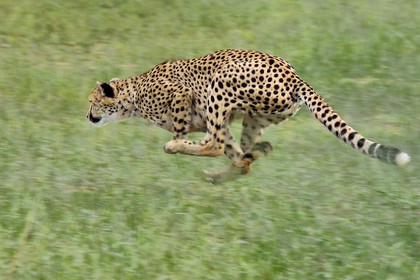Namibia, Otjiwarongo, Cheetah Conservation Fund, research and education centre, cheetah (Acinonyx jubatus) trained to run to keep fit and healthy