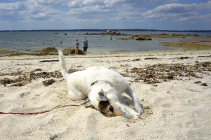 France, Finistère (29), Concarneau, plage de la Corniche