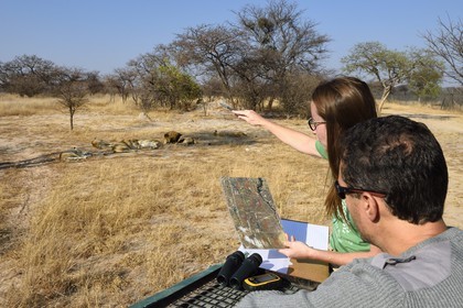 Zimbabwe, province des Midlands, Gweru, Antelope Park qui abrite ALERT (African Lion and Environmental Research Trust), Yvonne Gordon est une permanente du projet en charge de l'observation du comportement des lions qui seront relachés en clan dans un parc national, ici en zone 2 des femelles adultes et leurs petits ainsi que le mâle qui ont enfantés les lions qui seront relachés