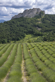 France, Drome, regional natural park of Baronnies provencales, Izon-la-Bruisse, lavender field