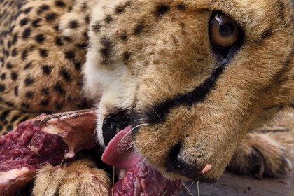Namibie, Otjiwarongo, Cheetah Conservation Fund, centre de recherche et d'éducation, guépard (Acinonyx jubatus) appelé Mendel
