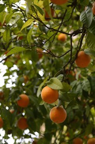 Spain, Andalusia, Cordoba, orange tree