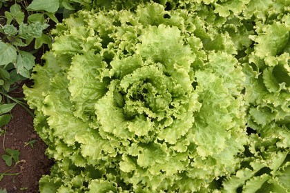 France, Ile de la Reunion, Le Tampon, la Plaine des Cafres, chez les agriculteurs Jacqueline et Jean-Pierre Lacaille, salade laitue batavia appelée Salakis dans le champ