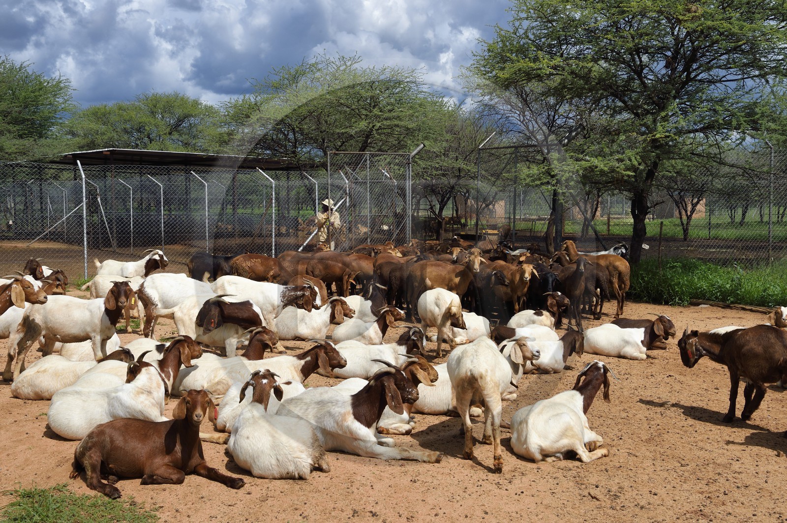 Namibie, Otjiwarongo, Cheetah Conservation Fund, centre de recherche et d'éducation, élevage de chèvres Boer